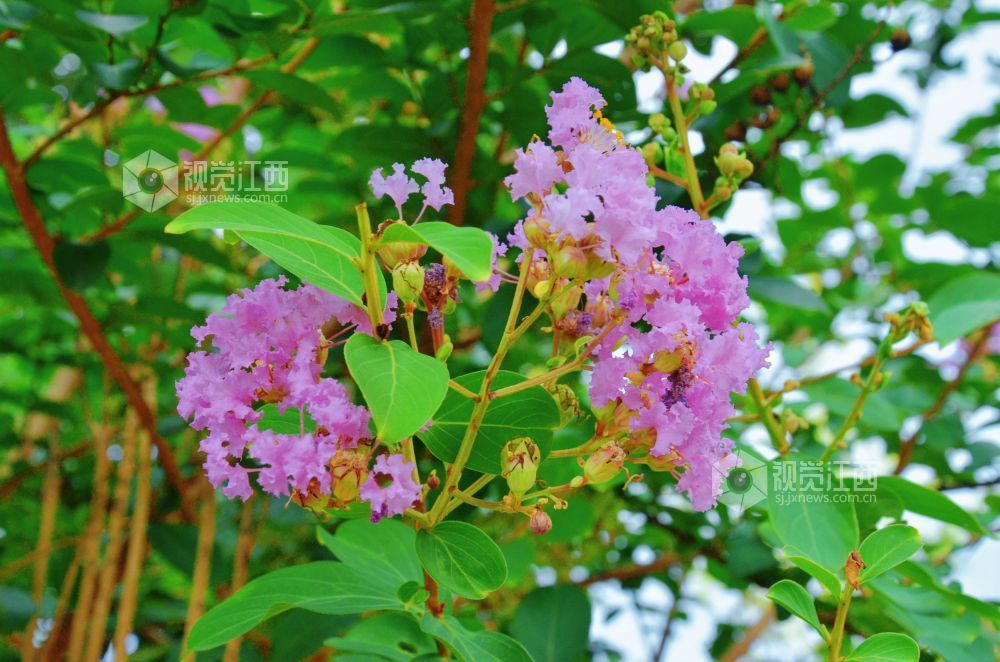 8月12日,初秋时节,江西省吉安市永新县将军大道沿线紫薇花正值盛花期,粉紫、玫红等各色花朵缀满枝头,与绿叶相映成趣,为城市道路增添一抹亮丽风景。