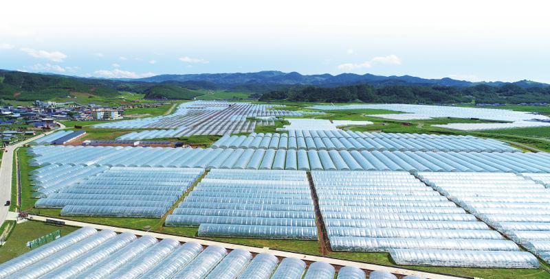 高寒山地成夏草莓“黄金产区” 这份“高山甜” 来自洒拉地坡的“莓”好生活
