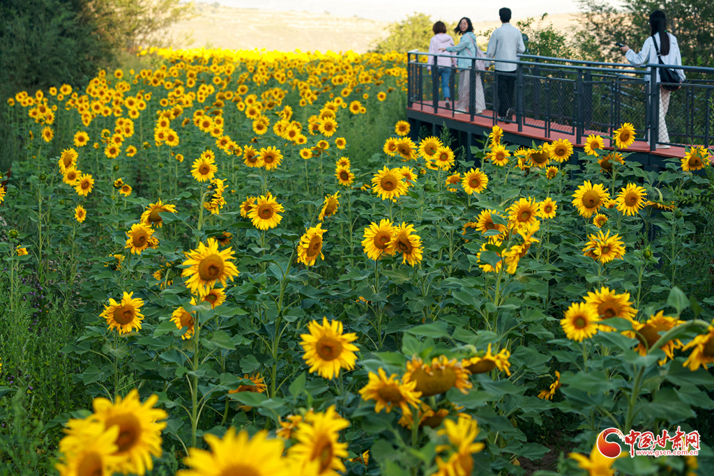 8月6日,在兰州市城关区兰山公园一处景点拍摄的向日葵花海。