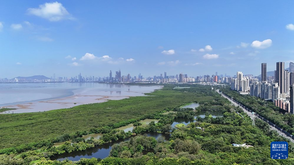 这是2026年7月23日拍摄的深圳福田红树林湿地(无人机照片)。新华社记者 梁旭 摄
