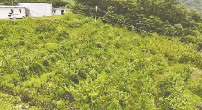 跨越2000余公里的“甜蜜突围”  奉甘携手在彝乡“种”出一座“花果山”