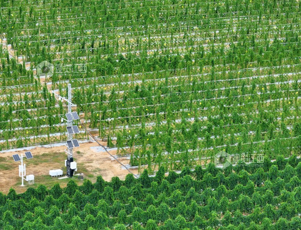 2026年8月11日,江西省吉安市泰和县万合镇竹山村竹蒿薯种植基地,田间光伏气象站设备正在实时监测运行,为农作物生长“护航”。