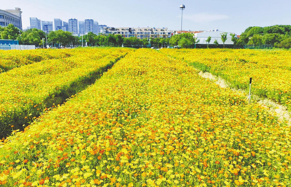 南昌:“家门口”邂逅秋日美景(图)