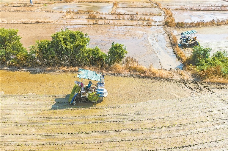 都昌县：晚稻插秧（图）