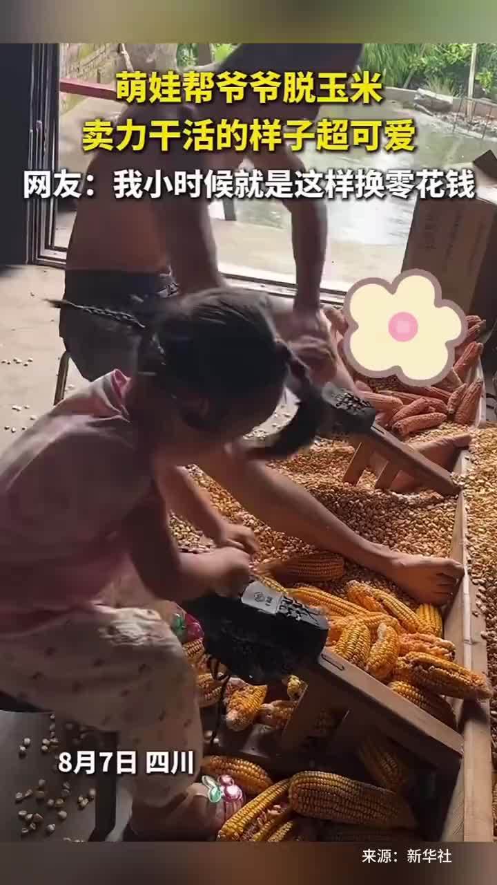 萌娃卖力干活帮爷爷脱玉米