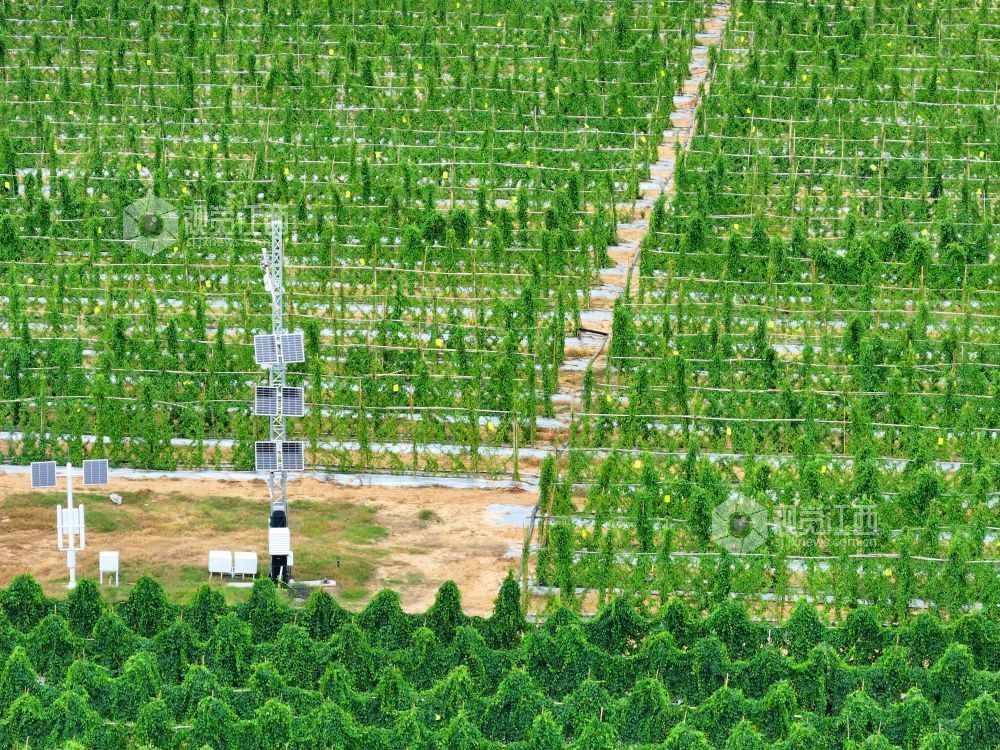2026年8月11日,江西省吉安市泰和县万合镇竹山村竹蒿薯种植基地,田间光伏气象站设备正在实时监测运行,为农作物生长“护航”。