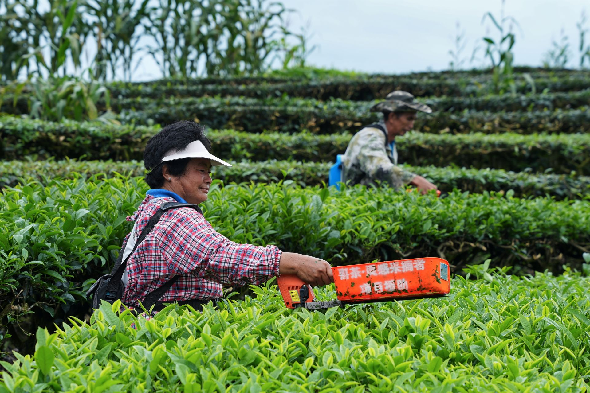 喜茶首创“茶特调”新品类,一年全球上新超30款