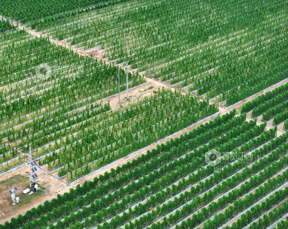 2026年8月11日,江西省吉安市泰和县万合镇竹山村竹蒿薯种植基地,田间光伏气象站设备正在实时监测运行,为农作物生长“护航”。