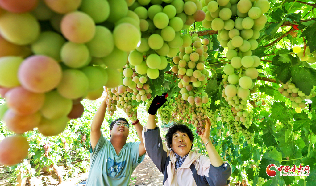 果农正在采摘早熟鲜食葡萄