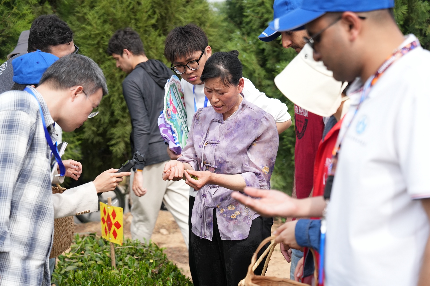 青岛乡里乡亲丨乡土文化带头人 海青镇制茶师刘洪美:一片茶叶里的“匠心”与“共富路”