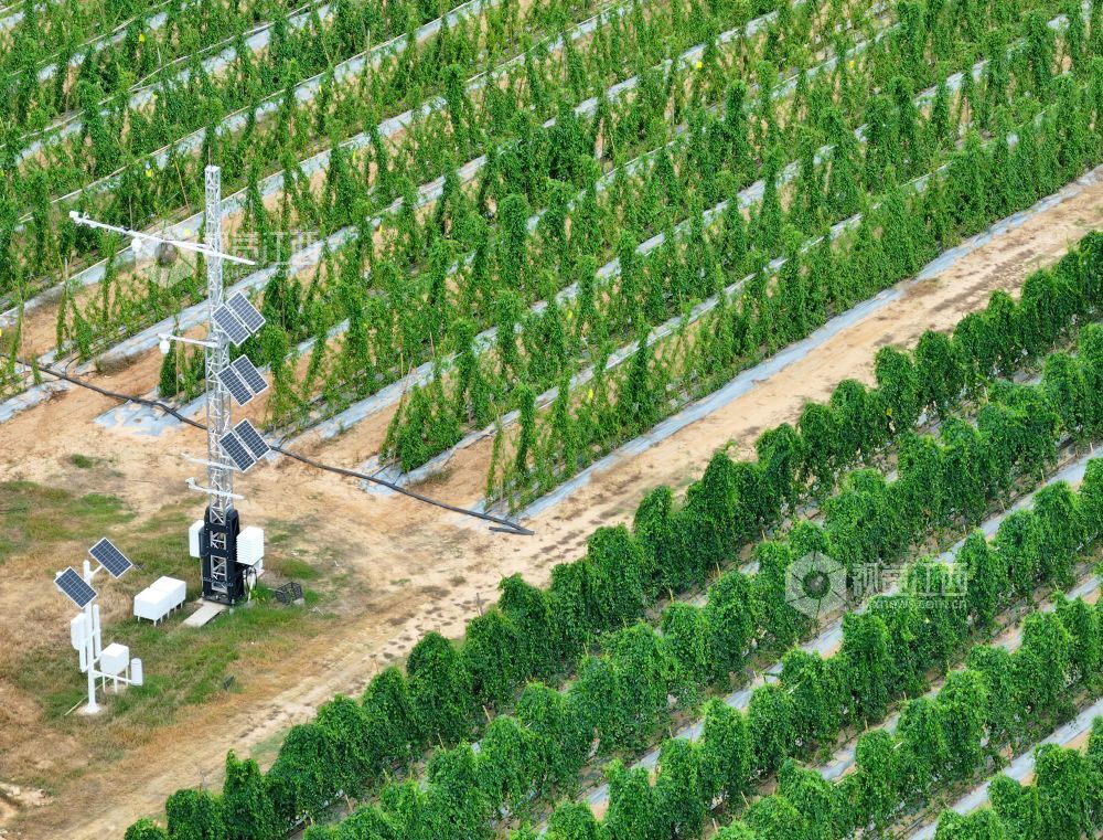 2026年8月11日,江西省吉安市泰和县万合镇竹山村竹蒿薯种植基地,田间光伏气象站设备正在实时监测运行,为农作物生长“护航”。