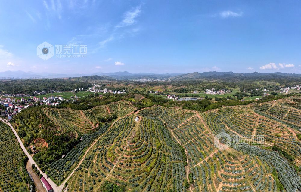 2026年8月12日,江西省遂川县泉江镇大桥村,昔日荒山坡焕然一新。层层叠叠的梯田顺着山势延展,特色果树连片成景,山塘水系错落分布,产业道路蜿蜒山间。