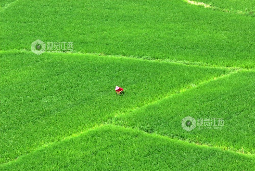 2026年8月12日,江西省吉安市泰和县塘洲镇东湖村,农民正在晚稻田间拔草管护,助力晚稻健康生长。