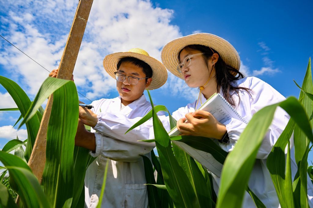 8月7日，中科院南皮生态农业试验站科研人员在试验田测量耐盐碱玉米株高。