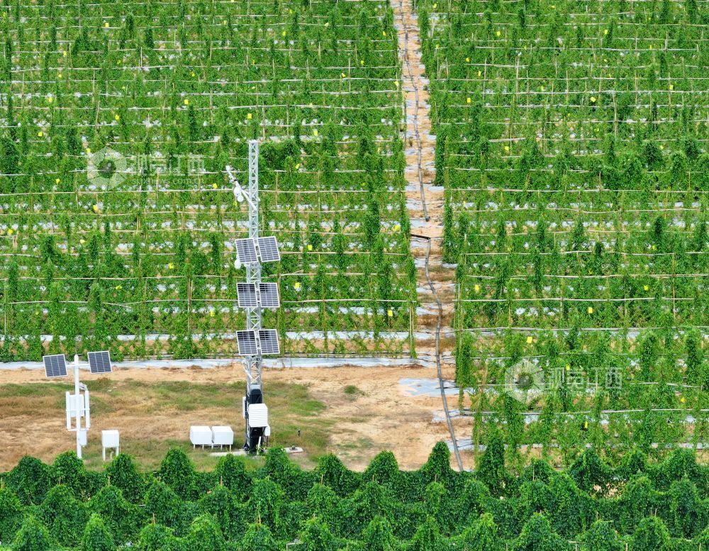2026年8月11日,江西省吉安市泰和县万合镇竹山村竹蒿薯种植基地,田间光伏气象站设备正在实时监测运行,为农作物生长“护航”。