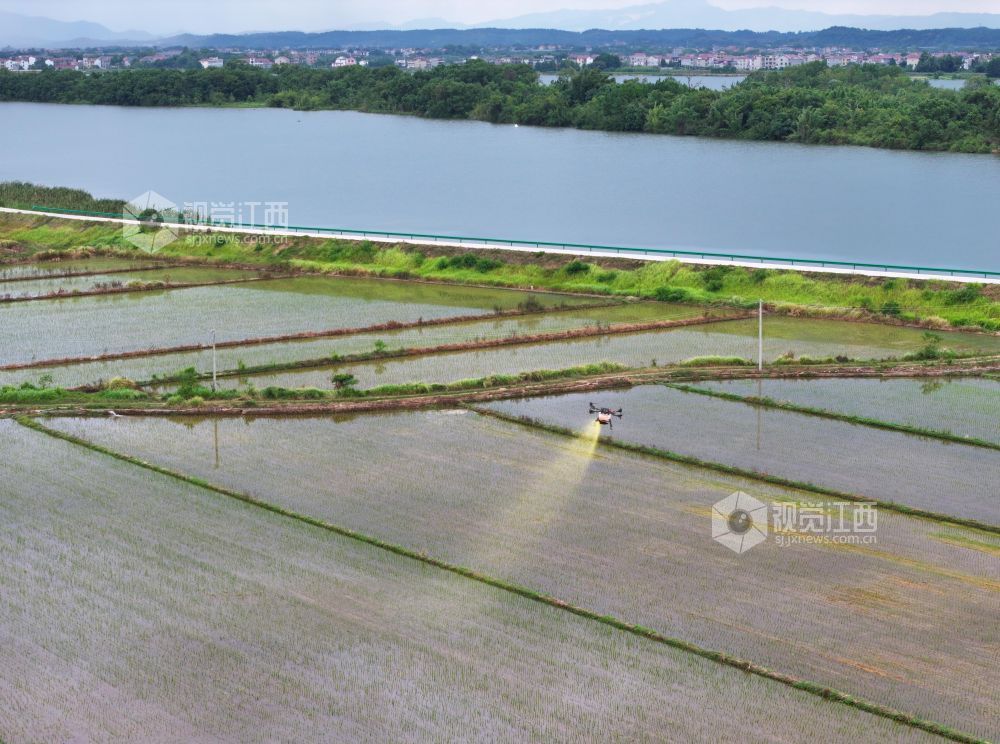 2026年8月11日,江西省吉安市泰和县沿溪镇草坪村,无人机正在撒肥作业,进行晚稻管护。