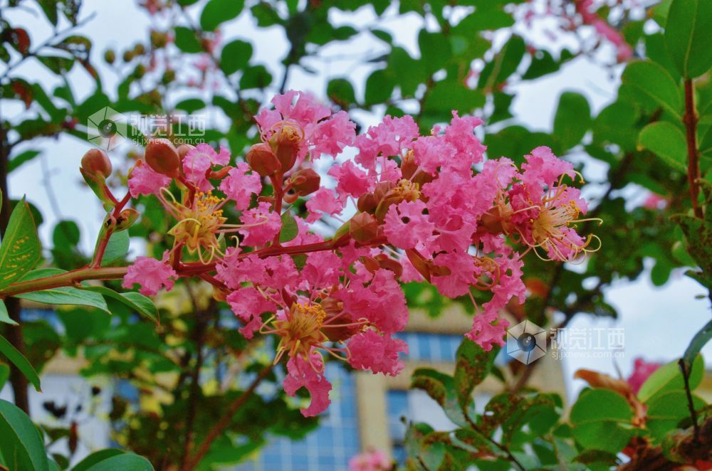 8月12日,初秋时节,江西省吉安市永新县将军大道沿线紫薇花正值盛花期,粉紫、玫红等各色花朵缀满枝头,与绿叶相映成趣,为城市道路增添一抹亮丽风景。
