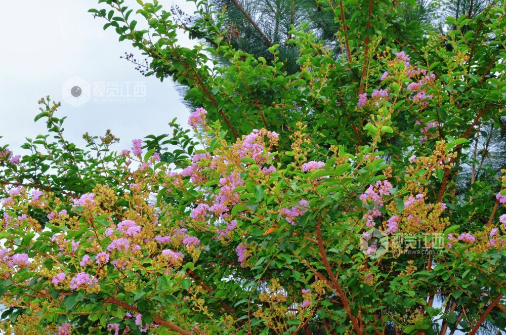 8月12日,初秋时节,江西省吉安市永新县将军大道沿线紫薇花正值盛花期,粉紫、玫红等各色花朵缀满枝头,与绿叶相映成趣,为城市道路增添一抹亮丽风景。