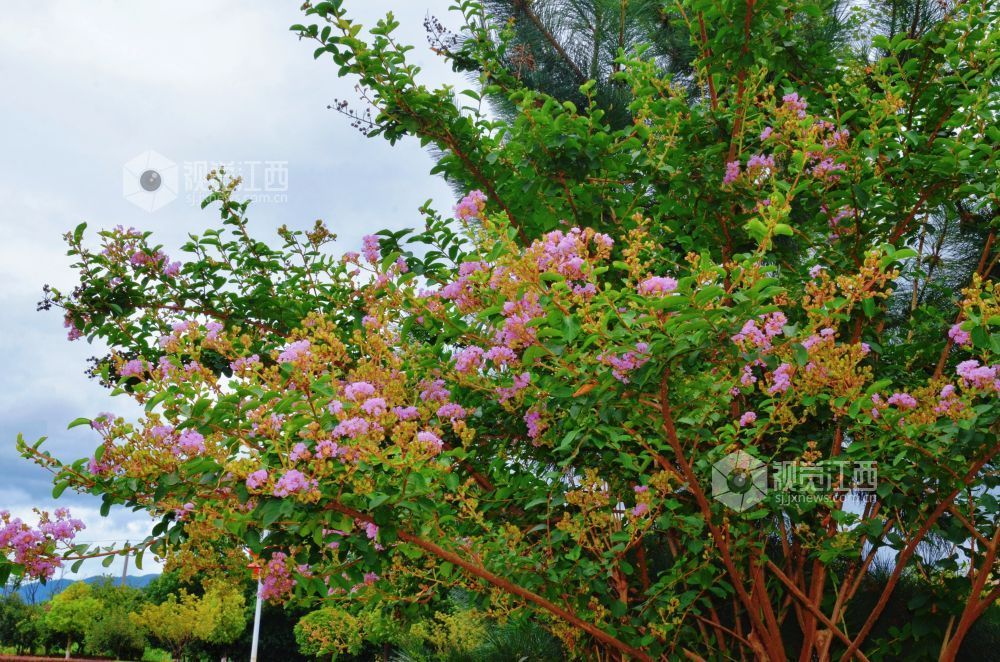 8月12日,初秋时节,江西省吉安市永新县将军大道沿线紫薇花正值盛花期,粉紫、玫红等各色花朵缀满枝头,与绿叶相映成趣,为城市道路增添一抹亮丽风景。