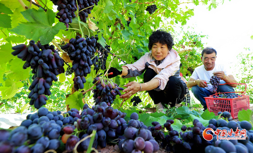 果农正在采摘早熟鲜食葡萄