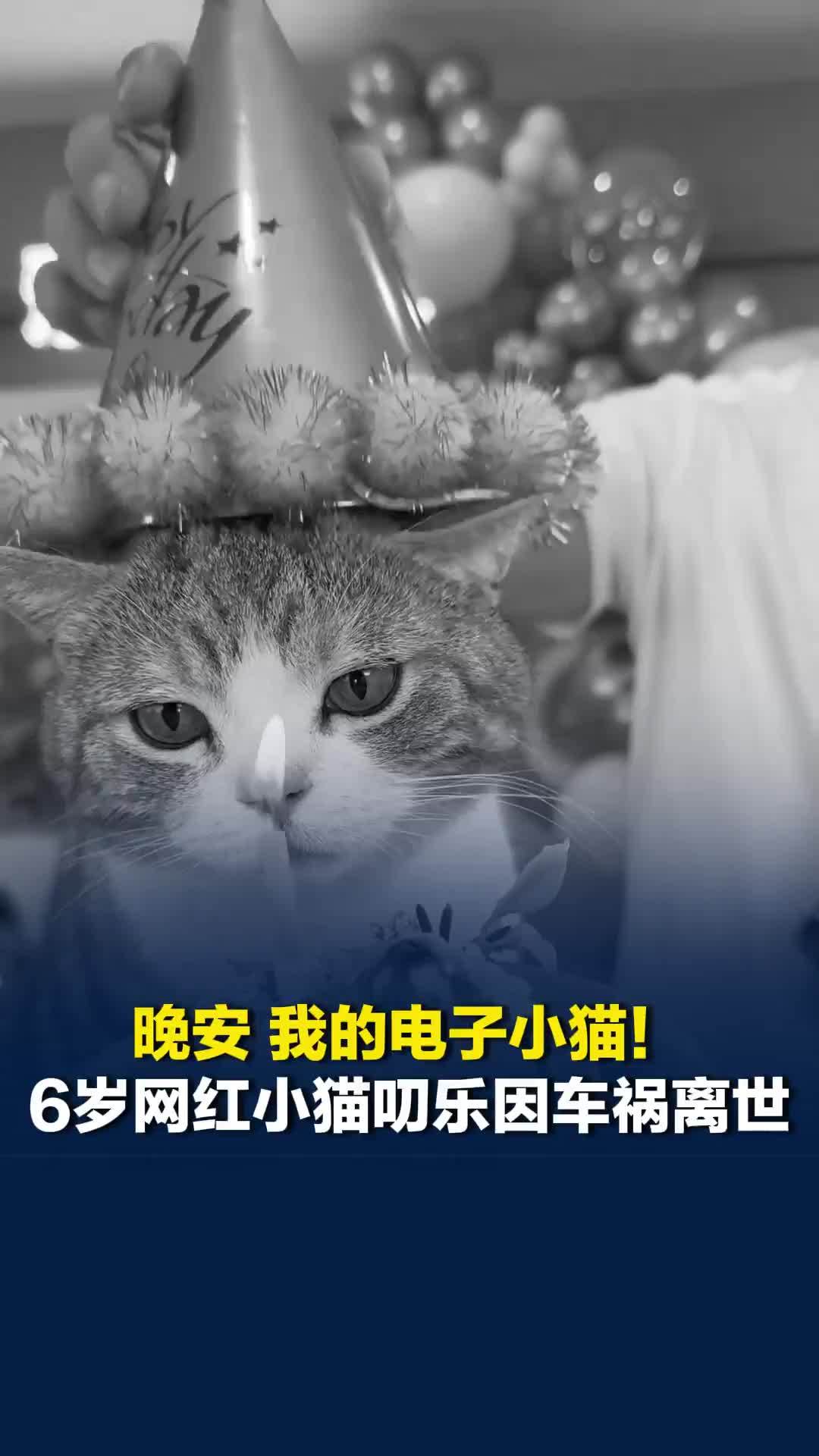 晚安,我的电子小猫!6岁网红小猫叨乐因车祸离世,主人发讣告:乡间道路无监控可查_凤凰网视频_凤凰网