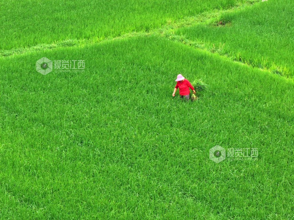2026年8月12日,江西省吉安市泰和县塘洲镇东湖村,农民正在晚稻田间拔草管护,助力晚稻健康生长。