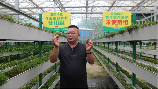 一肥六效,鲁花花生肽肥的化肥替代之路——在田间地头实地探访鲁花花生肽肥六大“超能力”