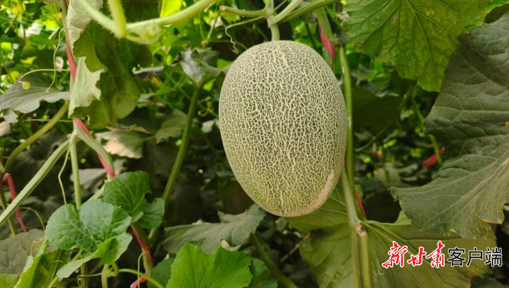 【甘快看】从大漠到餐桌:武威“甘味”的出陇之路(图1)