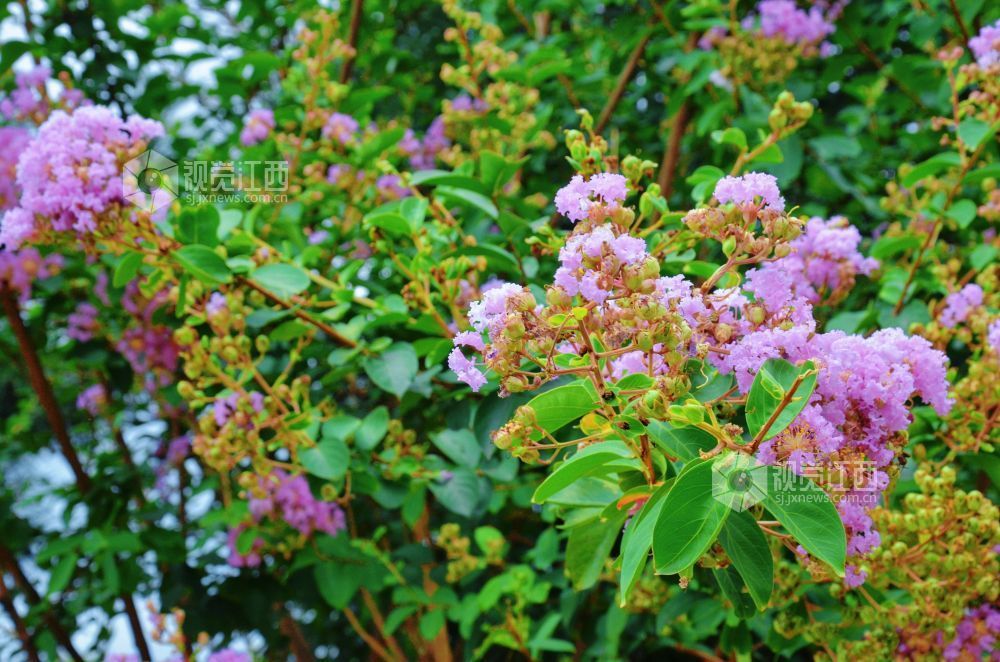 8月12日,初秋时节,江西省吉安市永新县将军大道沿线紫薇花正值盛花期,粉紫、玫红等各色花朵缀满枝头,与绿叶相映成趣,为城市道路增添一抹亮丽风景。