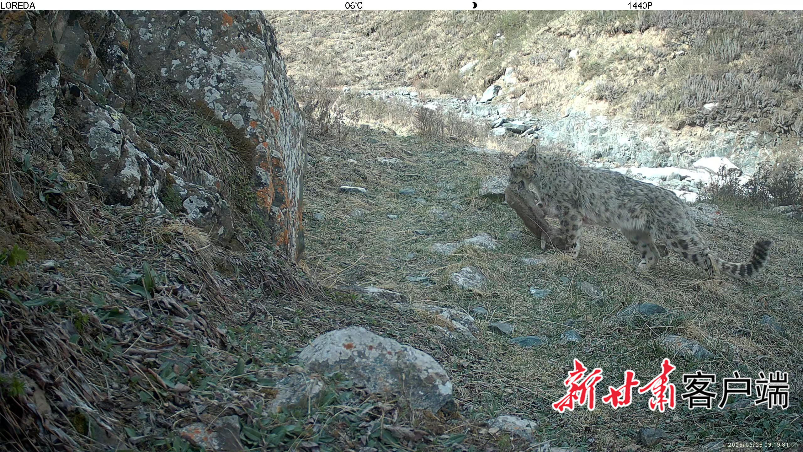 雪豹捕食白唇鹿　新甘肃&middot;甘肃日报通讯员　武彦邦　摄
