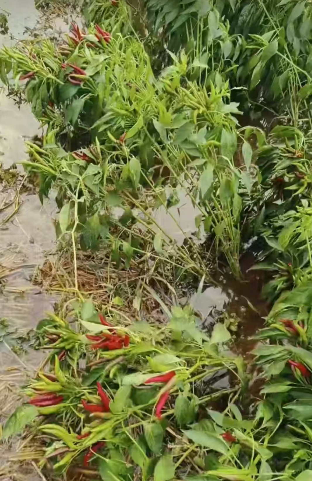 歪在地里的辣椒