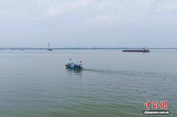 图为在江西省九江市湖口县，江豚协助巡护队开展日常巡护职责。(贵府图)王林华 摄