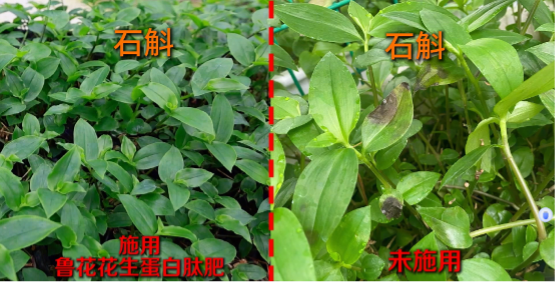 一肥六效,鲁花花生肽肥的化肥替代之路——在田间地头实地探访鲁花花生肽肥六大“超能力”