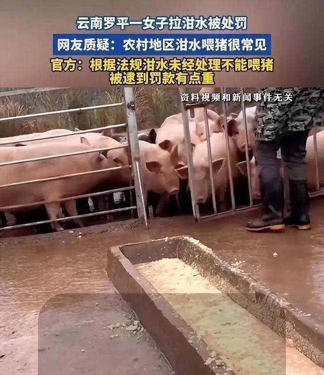 泔水喂猪认真入法：看懂禁令背后，不啻是罚金那么通俗