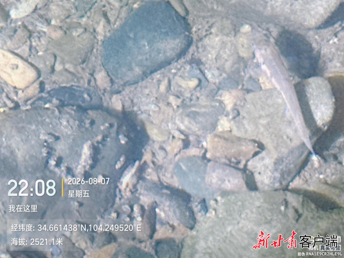 海拔2521.1米点位野外秦岭细鳞鲑当龄幼鱼实拍