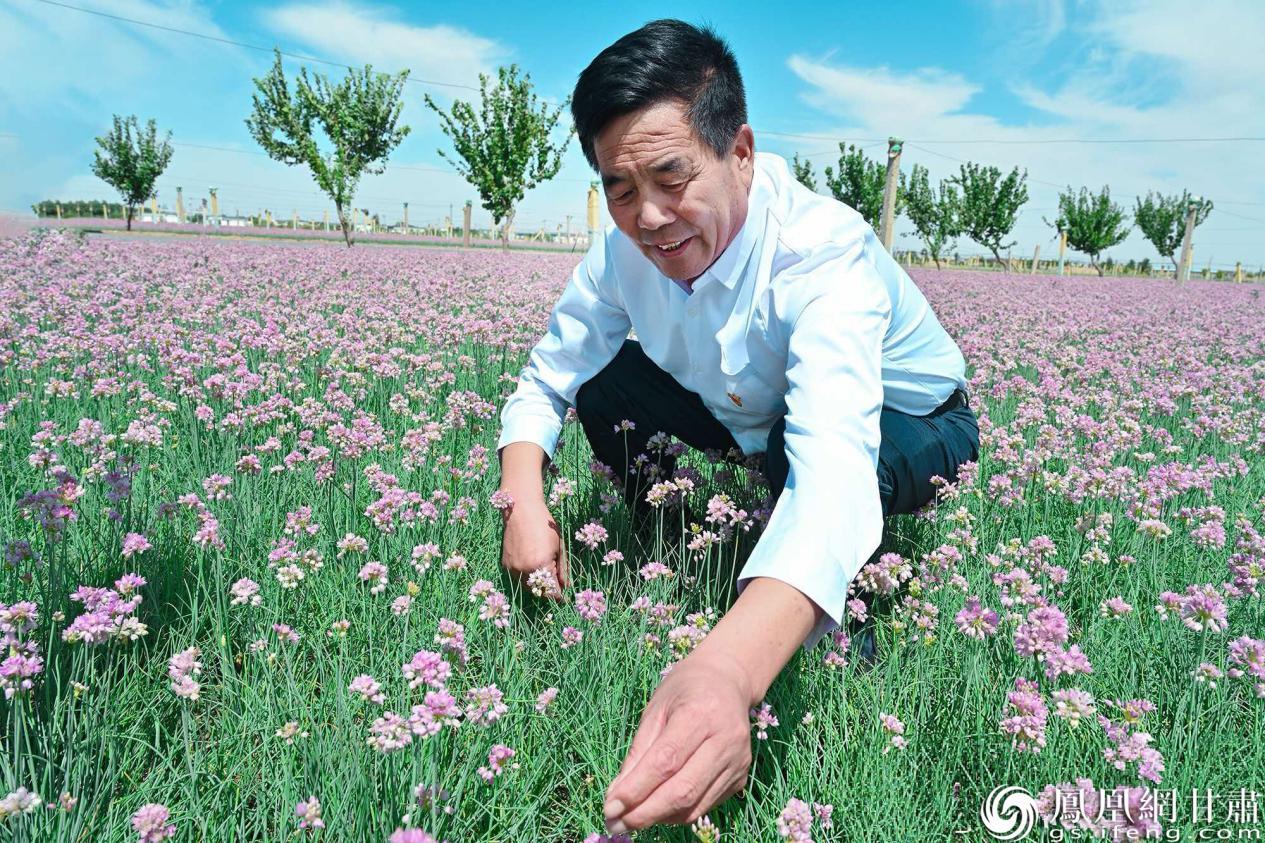在甘肃省武威市民勤县，沙葱完成了一场从自然馈赠到现代产业的蝶变。王景景　摄