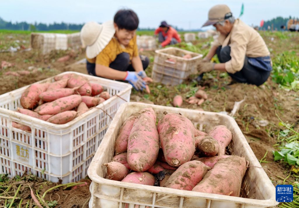 8月18日,农民在河北省卢龙县清喜生态农业有限公司的甘薯种植基地收获鲜食甘薯。