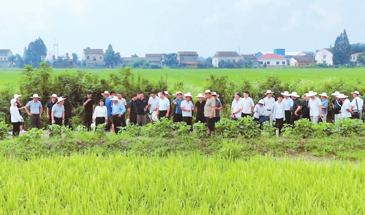 专家们在河市镇大湾村徐志家庭农场的稻虾示范基地观摩稻田。