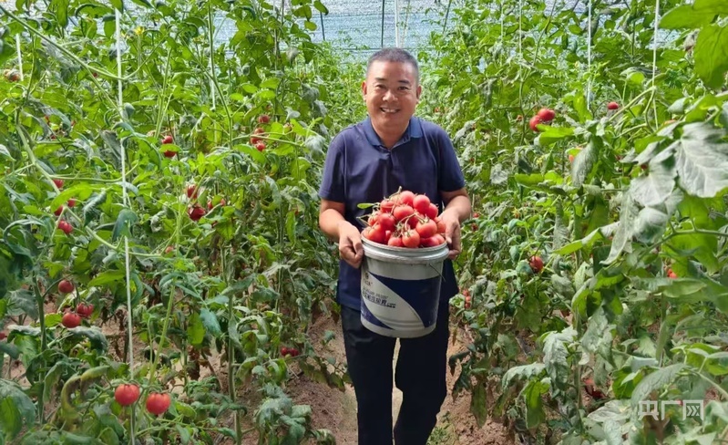 大棚内,陈保超端出一桶刚采摘的番茄(央广网记者 郝振青 摄)