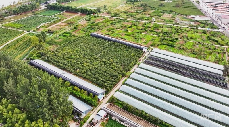 赤岸村的果蔬采摘园（央广网发 涉县融媒体中心供图）
