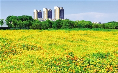 休闲好去处！南昌高新区湖景公园硫华菊迎来盛花期