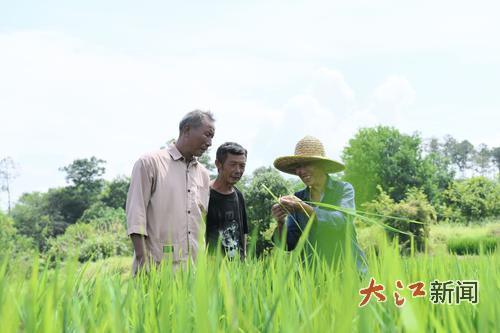 邓俊忠（右一）与种植户实地察看制种水稻长势