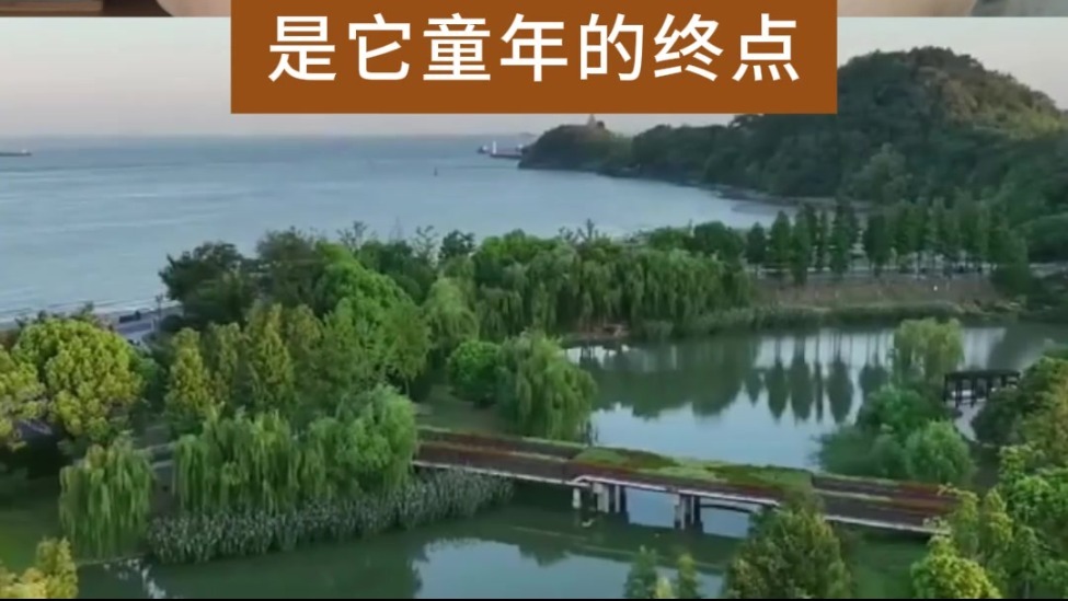 长江十年行｜十年，守护一条鱼的回家路