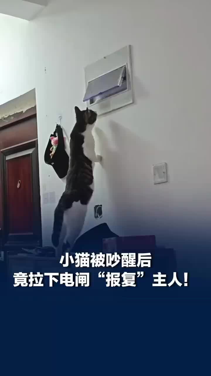 小猫被吵醒后拉下电闸报复主人，主人：我换灯的时候，它在旁边偷摸学会了
