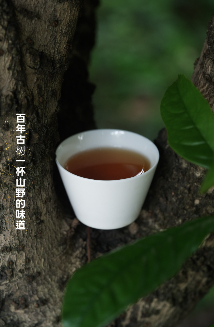 茶界专刊|寻山君：二十四年，只为守住一杯茶的本味_凤凰网