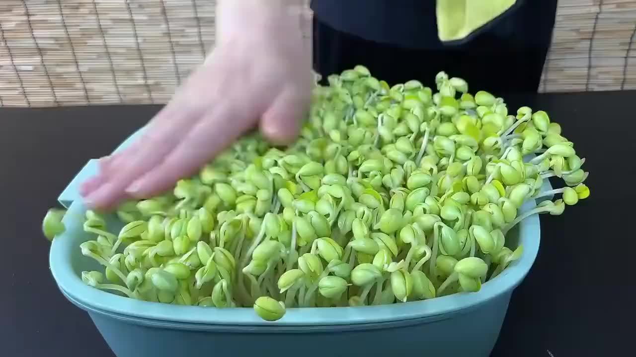 用开水烫一烫黄豆，一天就会长出豆芽，学会了家里有吃不完的豆芽