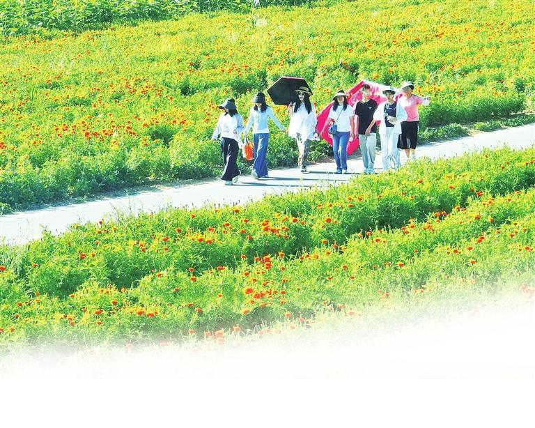 游客在花海中漫步