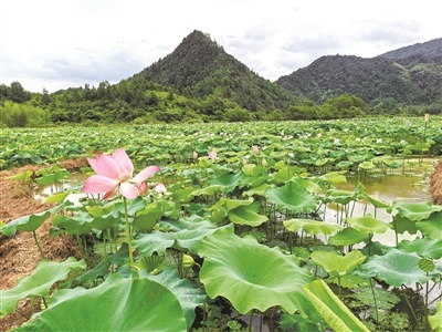 鹰潭贵溪:抛荒地结出“致富莲”(图)
