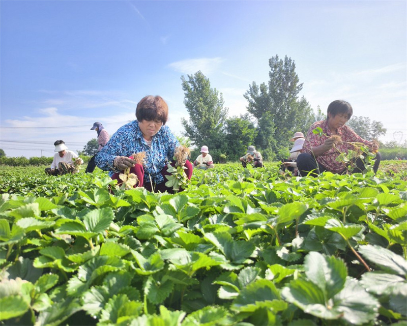 8月17日，正定县南楼乡农民在分拣草莓苗备种。