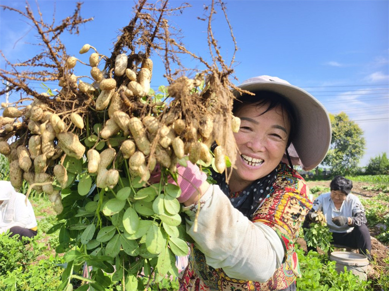 8月17日，正定县南楼乡农民在展示收获的花生。